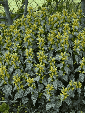 Яснотка зеленчуковая Herman's Pride