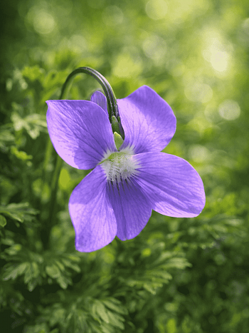 Виола пальчатая