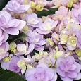 Гортензия крупнолистная You And Me Forever