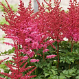 Астильба китайская Blackberry Cupcake