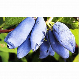 Жимолость съедобная Сластена Жимолость съедобная Сластена