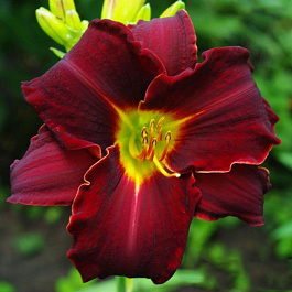 Лилейник гибридный Эд Мюррей