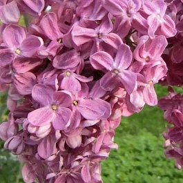 Сирень обыкновенная  Гвардейская