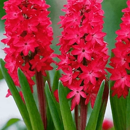 Гиацинт Scarlet Pearl