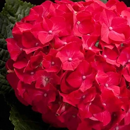 Гортензия крупнолистная Red Baron