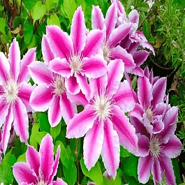 Клематис гибридный Akaishi