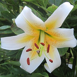 Лилия ОТ-гибрид Мистер Фисташ Лилия ОТ-гибрид Мистер Фисташ