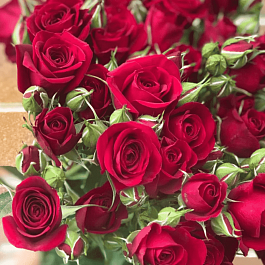 Роза спрей Rubicon