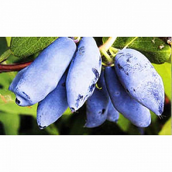 Жимолость съедобная Сластена