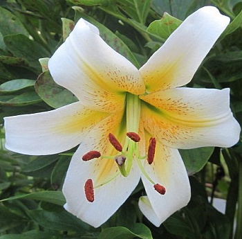 Лилия ОТ-гибрид Мистер Фисташ