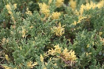 Можжевельник китайский Variegata