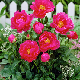 Пион для ПАТИО Афины