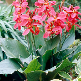 Канна карликовая Перкео