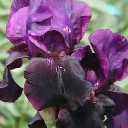 Ирис германский Sable Night