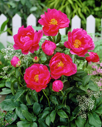 Пион для ПАТИО Афины