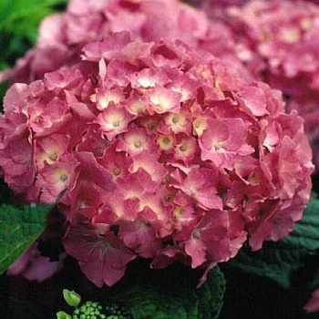Гортензия крупнолистовая Дойчланд
