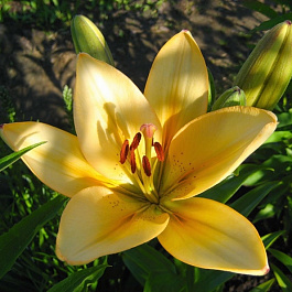 Лилия ла-гибрид Бестселлер