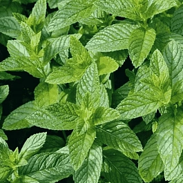 Мята перечная Multimentha