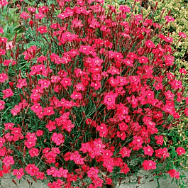 Гвоздика травянка Brilliant