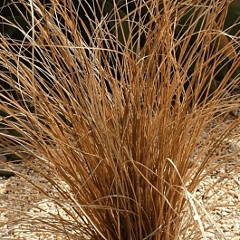 Осока власовидная Bronze