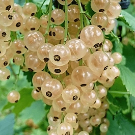 Смородина красная Witte Hollander