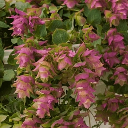 Душица обыкновенная Bellissimo