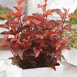 Пузыреплодник калинолистный Little Angel