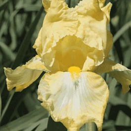 Ирис германский Summer Olympics