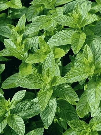 Мята перечная Multimentha