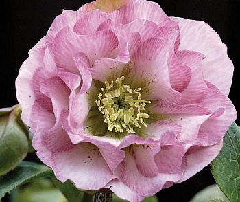 Морозник восточный Double Dark Rose
