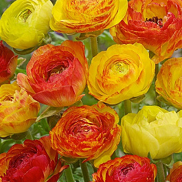 Лютик Пикоти Ориндж