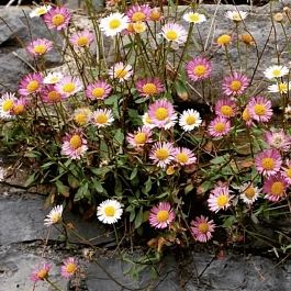 Мелколепестник карвинского