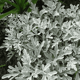 Полынь Стеллера