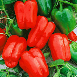 Перец сладкий Альянс F1