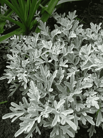 Полынь Стеллера