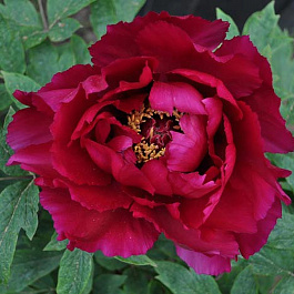 Пион древовидный Юник краун