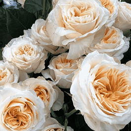 Роза Чайно-гибридная Victoria Peach