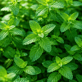 Мята Клубничная