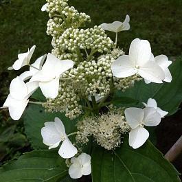Гортензия метельчатая Papillon