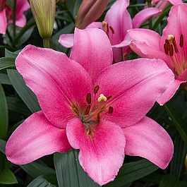 Лилия ЛА-гибрид Бриндизи