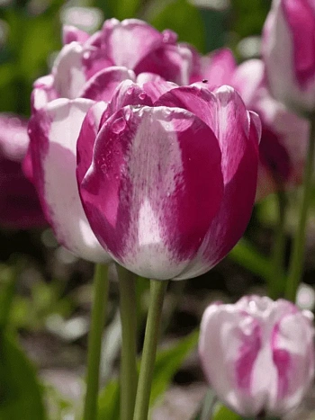 Тюльпан триумф Hotpants