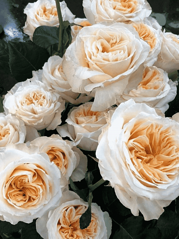 Роза Чайно-гибридная Victoria Peach