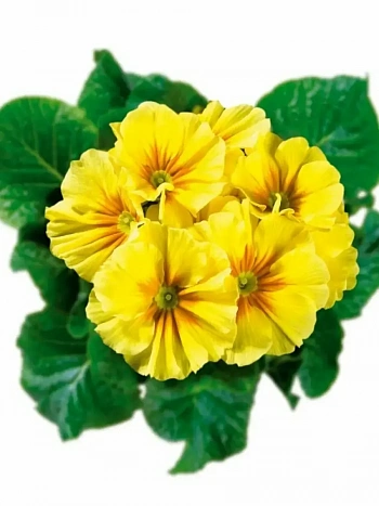 Примула Hethor Yellow