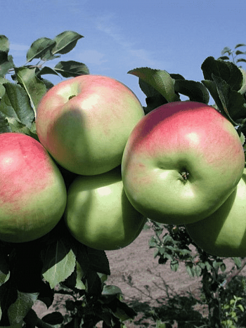 Яблоня Успенское