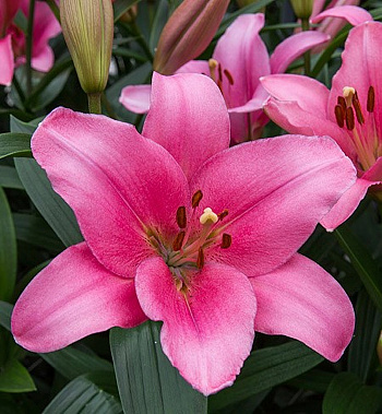 Лилия ЛА-гибрид Бриндизи