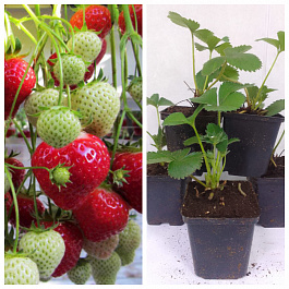 Земляника садовая Сонсейшн НАБОР 5ШТ