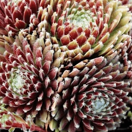 Молодило гибридное Sprite