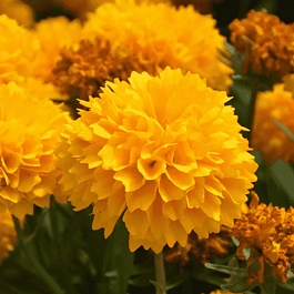 Кореопсис крупноцветковый Solanna golden sphere