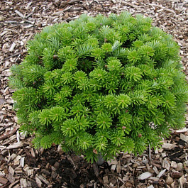 Пихта корейская Бриллиант Пихта корейская Бриллиант