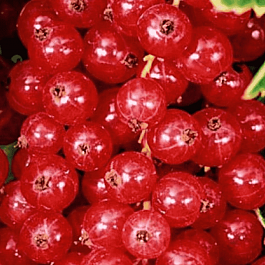 Смородина красная Джонкер Ван Тетс